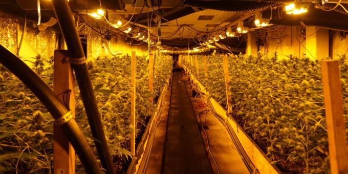 Eine der im Kanton St. Gallen ausgehobenen Plantagen. St. Gallen hanf