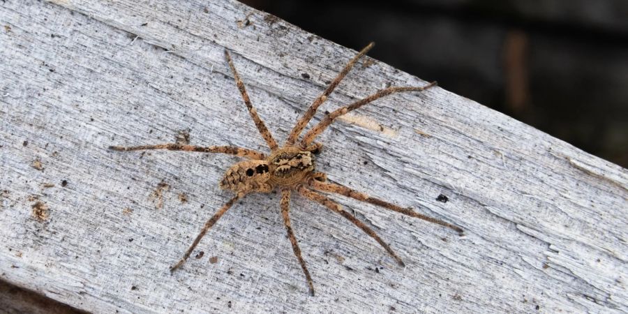 Die Nosferatu-Spinne erreicht die Spinne eine Körperlänge von bis zu zwei und eine Beinspannweite von etwa fünf Zentimetern.