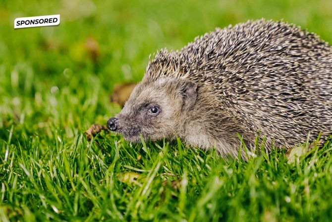 Verein pro Igel