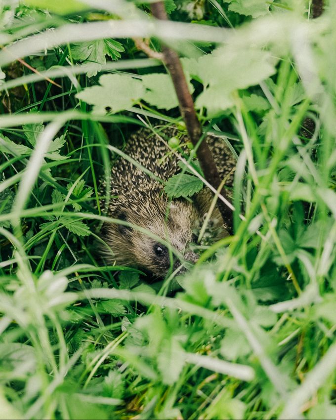 Igel kugeln sich bei Gefahr ein, weshalb sie den Gartengeräten besonders oft zum Opfer fallen. Verein pro Igel