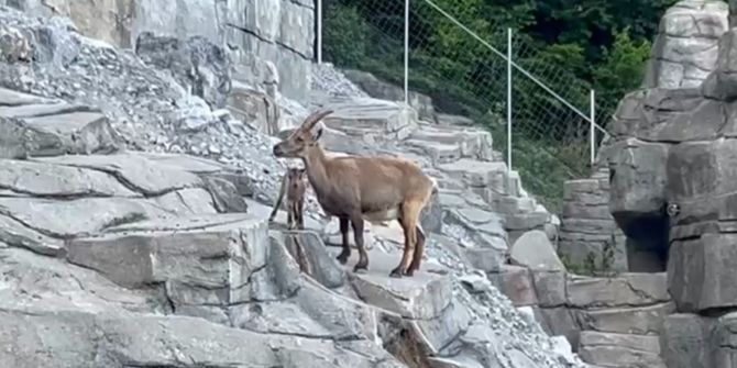 Tierpark Bern