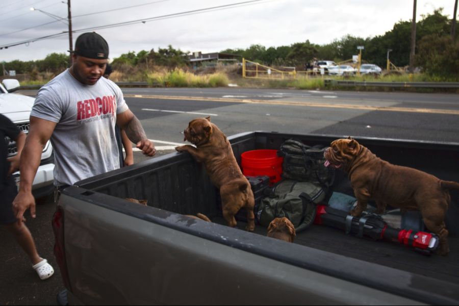 Ein Mann in Ewa Beach, Hawaii, evakuiert seine Familie und seine Hunde aufgrund der Tsunami-Warnung.