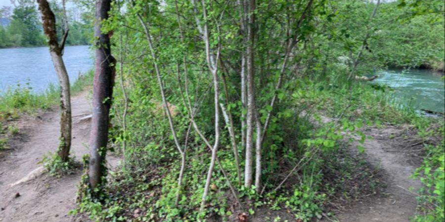 Trampelpfad Aareufer