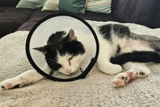 Katze angeschossen