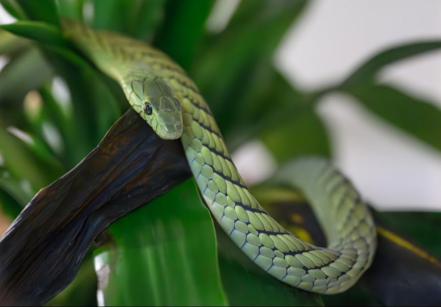 Die Grüne Mamba gilt als eine der giftigsten Schlangen.