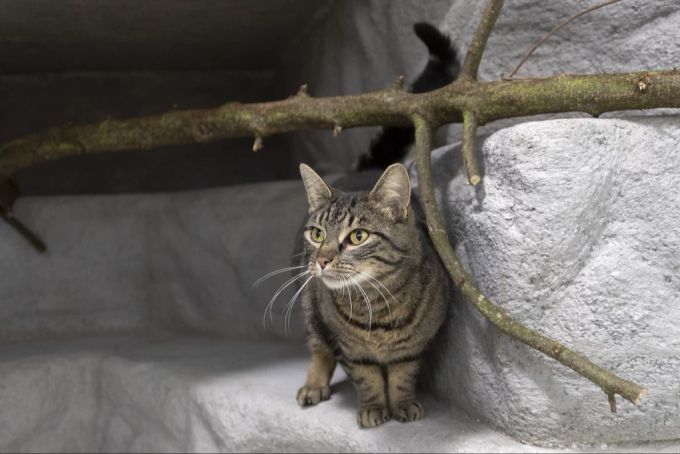 Bei Katzen ist es nicht unüblich, dass sie mal verschwinden. Doch Kater Felix galt sechs Jahre als vermisst. (Symbolbild) Katze im Tierheim
