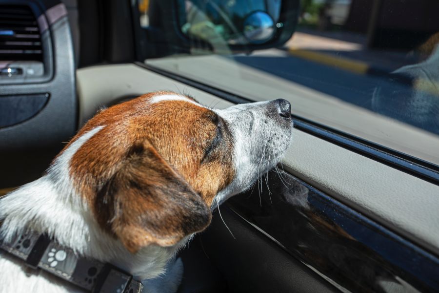 hund sommer gefahren
