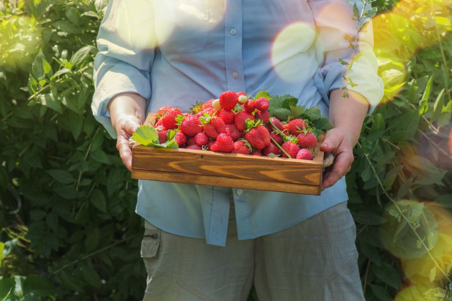 Erdbeeren