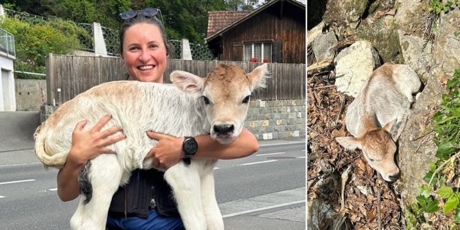 kalb in not