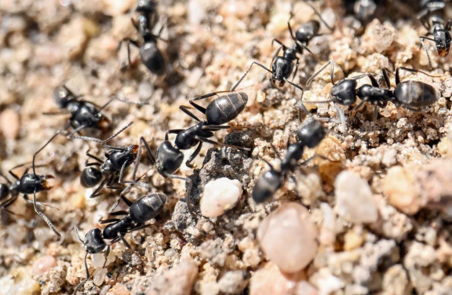 Diese invasive Ameisenart zeichnet sich durch ihre Fähigkeit aus, sogenannte Superkolonien zu bilden.