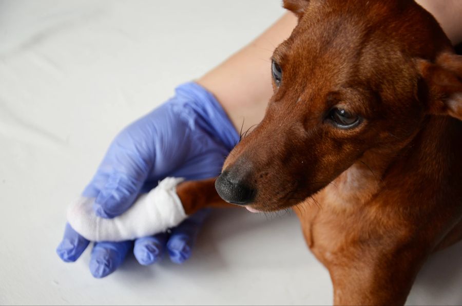 Hund, Verletzung, Tierarzt