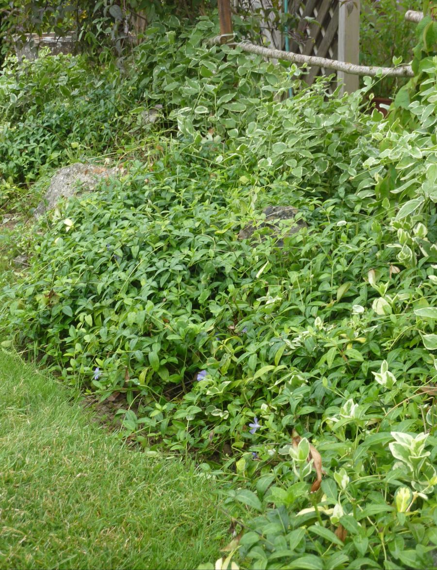 Mit diesem «Schneckenzoo» hält Otmar Halfmann die Schnecken von seinen Pflanzen fern.