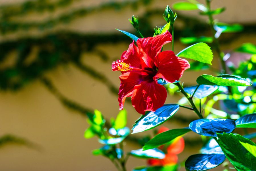 hibiskus-baum, blüte