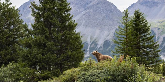 Arosa GR - Gäste fragen teilweise nach Bären-Show im Arosa Bärenland