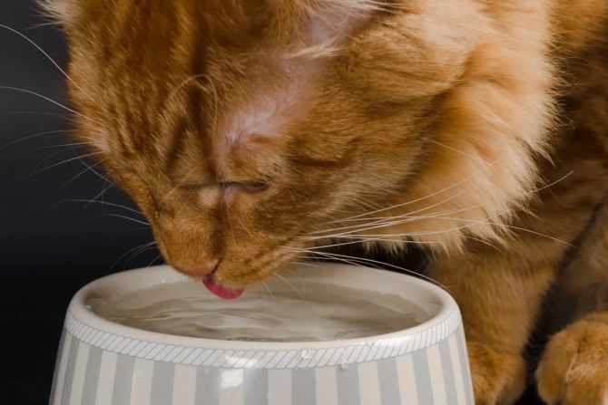 Katze, Wassernapf