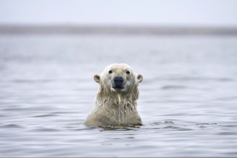 Ein Eisbär hat einen deutschen Forscher angegriffen. (Archivbild)