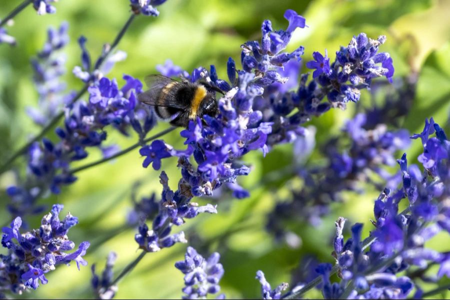 Biodiversität
