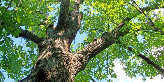 Waldpilgern im Buchser Wald