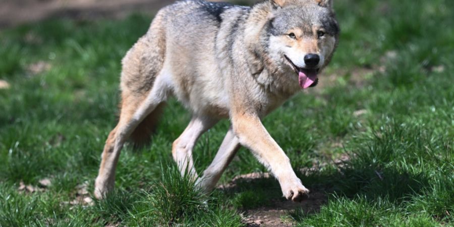 Im Labor wird abgeklärt, ob das Tier, welches die Schafe gerissen hat, tatsächlich ein Wolf war. (Symbolbild)