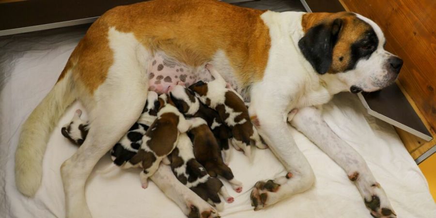 Nachwuchs bei Nationalhunden: Mutter «Lio» mit ihren acht Welpen.