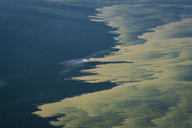 Blaualgen Ostsee