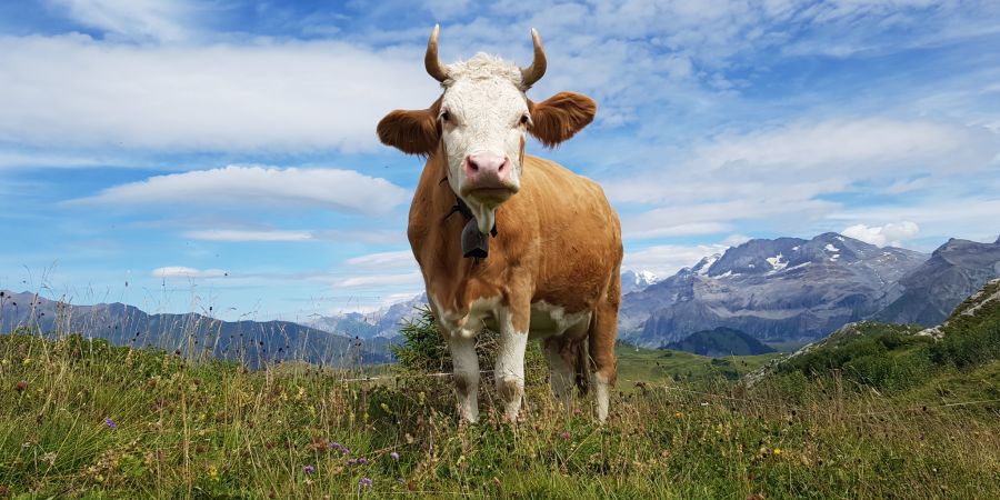 Eine Kuh im Simmental