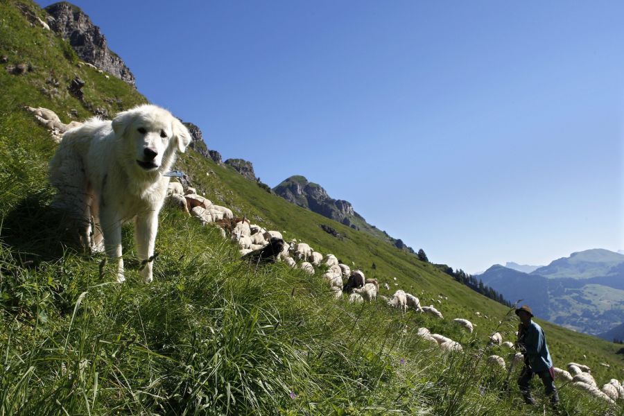 Grund für den Rückgang der Risse ist hauptsächlich der verstärkte Herdenschutz – Herdenschutzhunde beschützen Nutztiere auf der Alp.