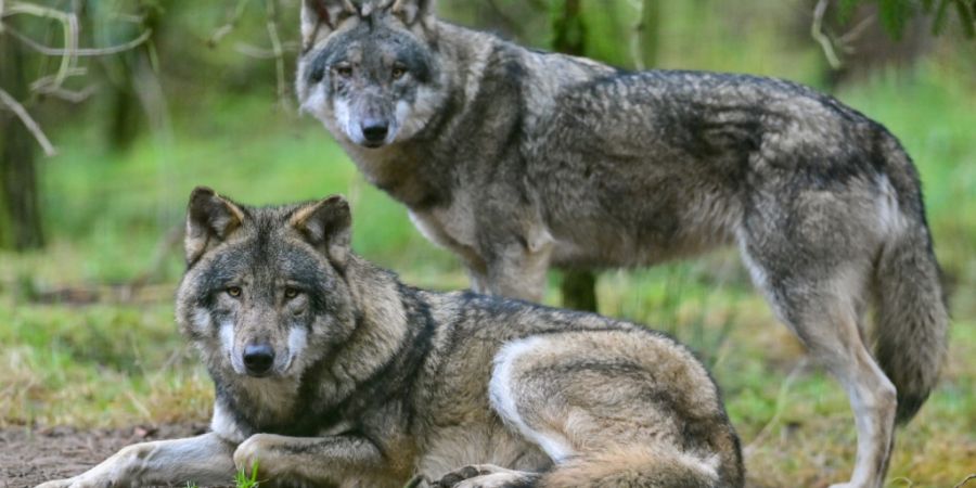 Der Wolfsbestand in der Schweiz ist 2025 erneut gewachsen. (Archivbild)