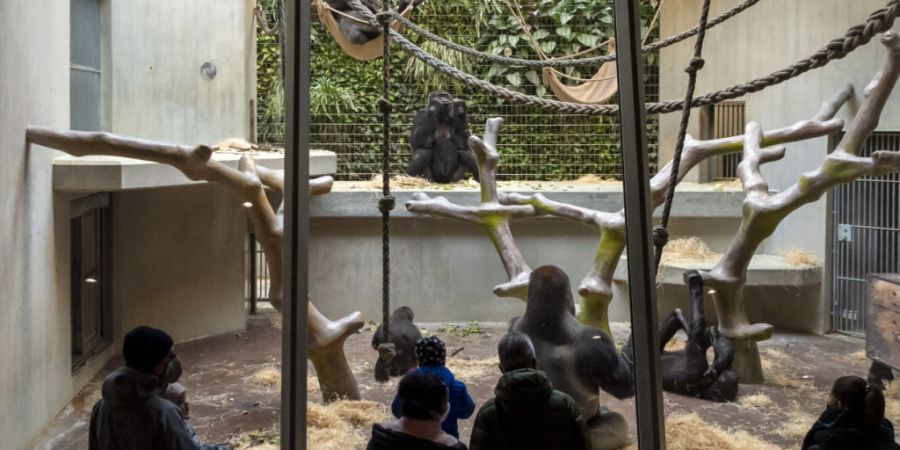 Die Gorillagruppe im Zoo Basel verliert ein Mitglied: Mobali musste eingeschläfert werden. (Archivbild)