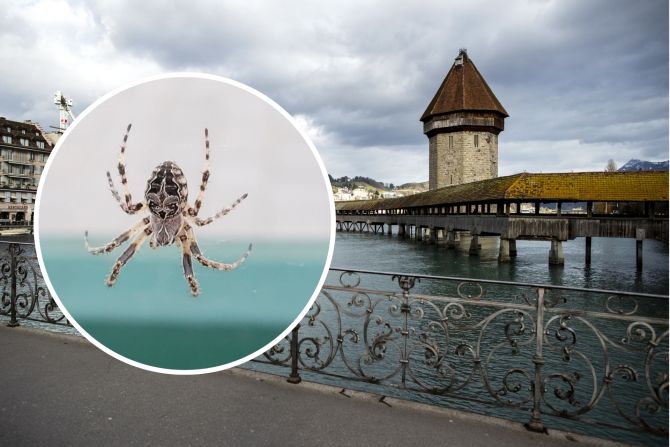 Luzerner Kapellbrücke Spinne