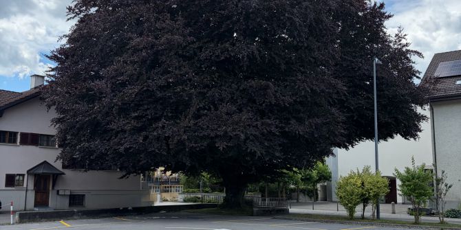 Baum