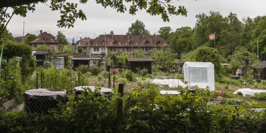 Immer wieder bedienen sich Unbekannte in den Familiengärten der Stadt Bern. (Archivbild)