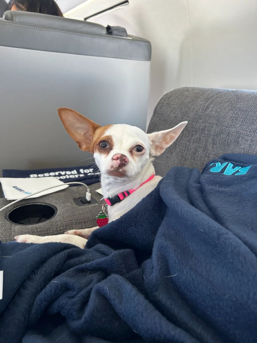 Kleiner Hund im Flugzeug.