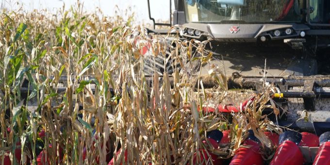 Mexiko schützt einheimische Maissorten: Der Anbau von gentechnisch verändertem Mais wird per Verfassungsänderung untersagt. Mexiko Mais