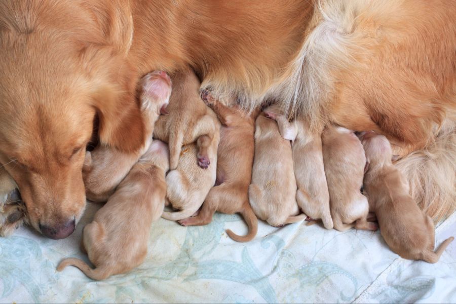 Welpen Hund Milch entwöhnen