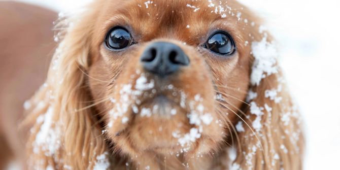 Hund Schnee