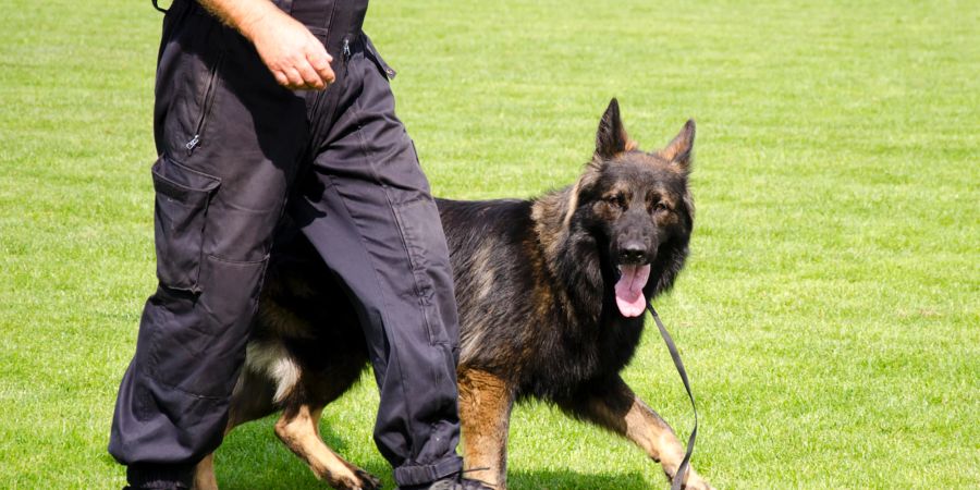 Hund, Polizei, Hundetraining