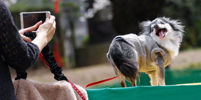 Tiervideos berühren das Herz - das kann missbraucht werden. (Symbolbild) Tiervideos berühren das Herz - das kann missbraucht werden. (Symbolbild)