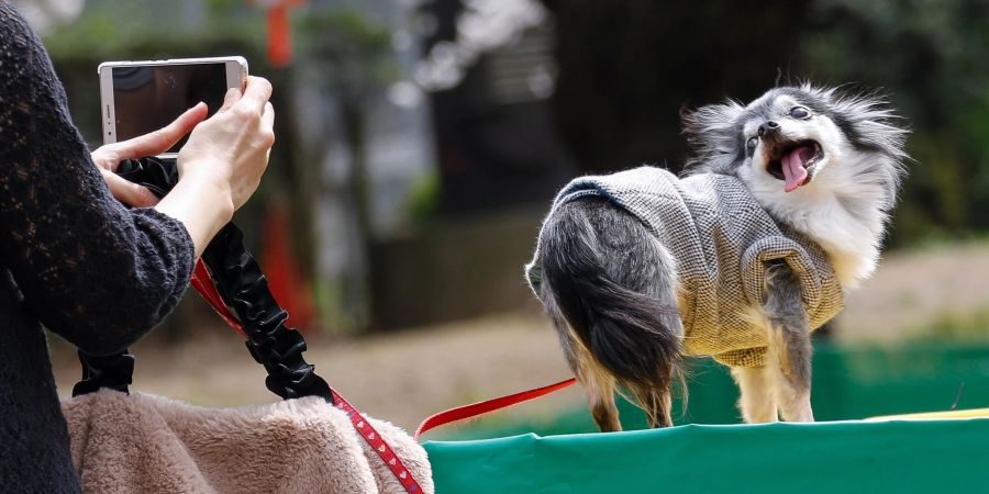 Tiervideos berühren das Herz - das kann missbraucht werden. (Symbolbild)