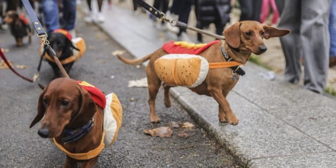Dachshunde in ganz speziellen Outfits. (Symbol) Dachshunde