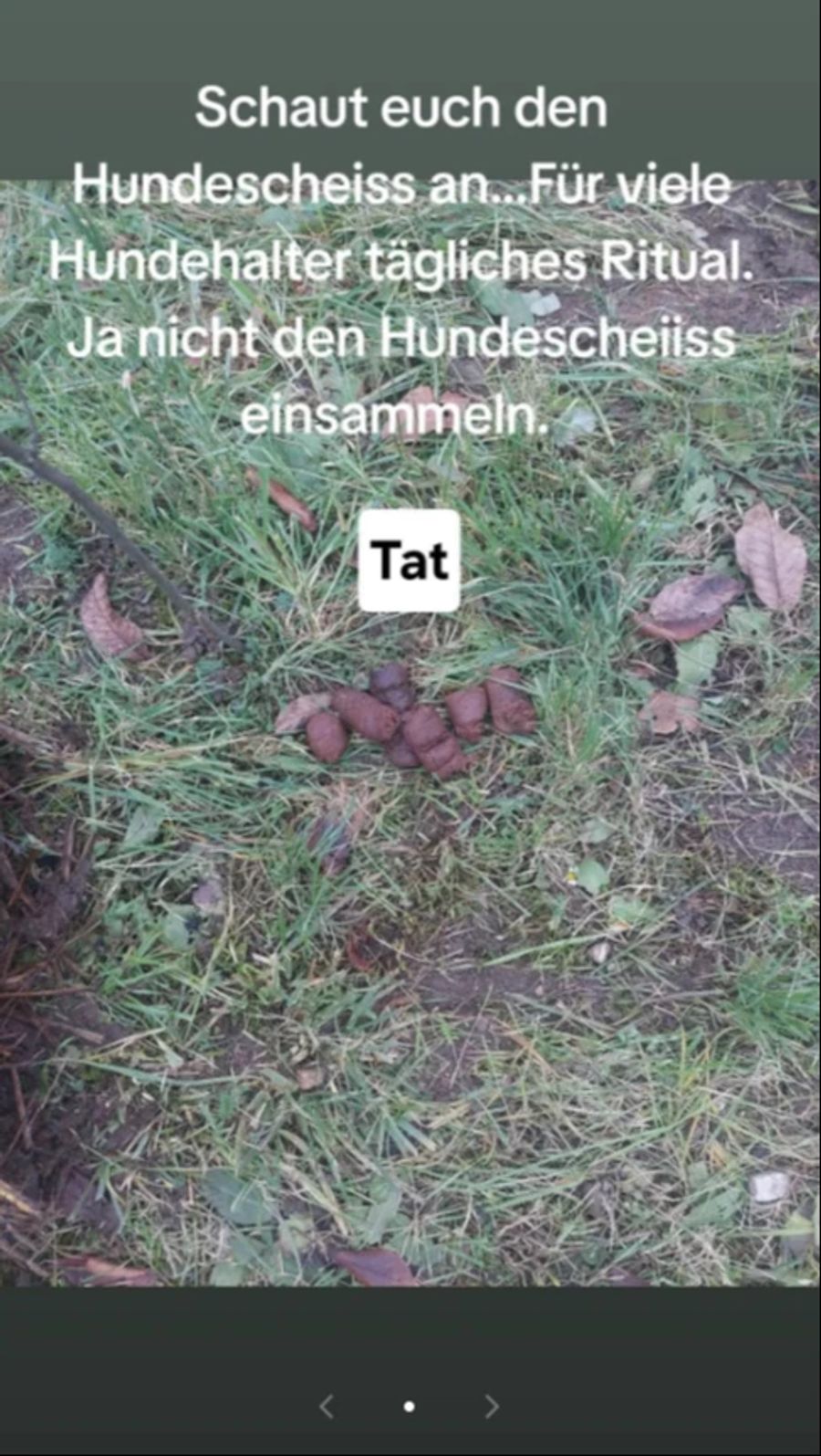 Der Hundekot hat es inzwischen auch auf Tiktok geschafft. Das entsprechende Video haben 15'000 Menschen angeschaut.