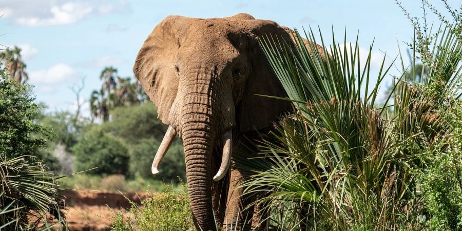 Elefant in der Natur.