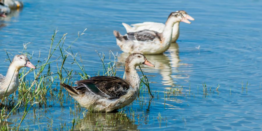 Mulard-Ente