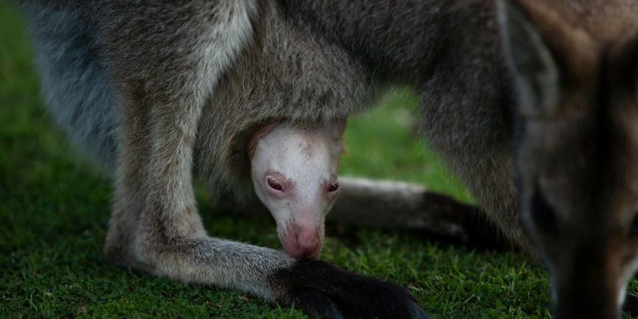 Wallaby