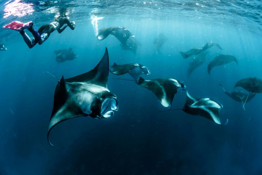 Malediven Mantarochen Tauchen