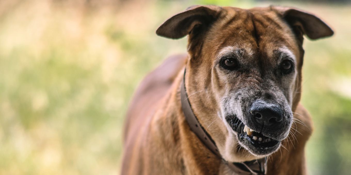 hund knurrt andere hunde an