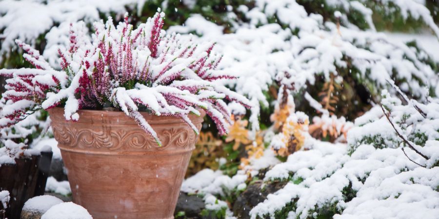 Schnee, Garten, Pflanzen