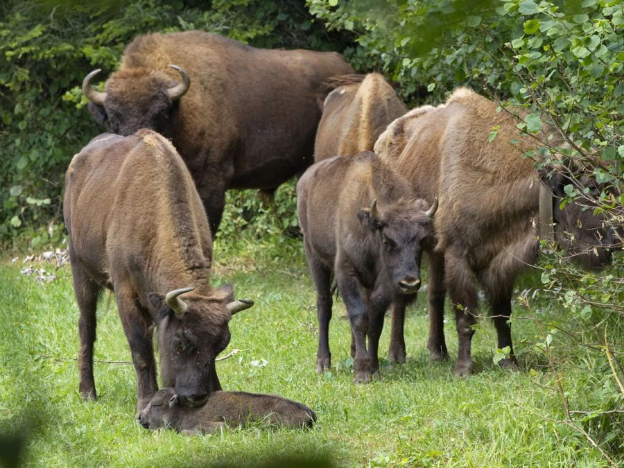 Wisente Junges Park Tiere