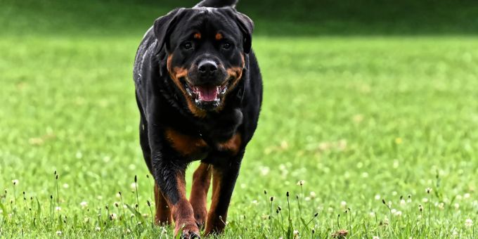 Eine Aargauerin darf nach einem tödlichen Vorfall nur noch zwei Hunde halten. (Symbolbild) Rottweiler