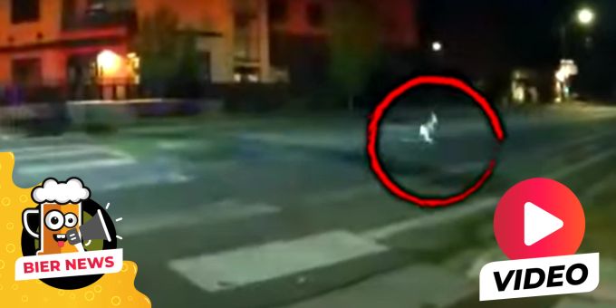 Flauschige Verfolgung - Baby-Känguru in Windel von der Polizei gejagt